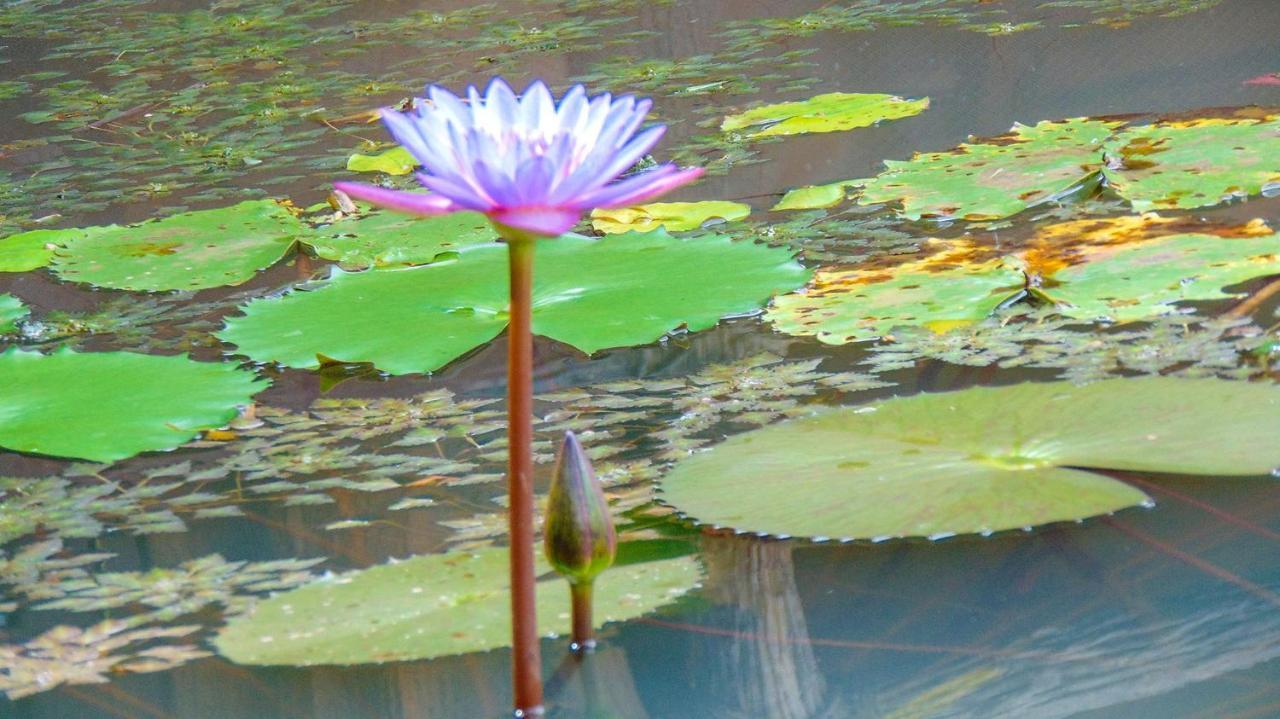 Sigiriya Water Cottage 외부 사진